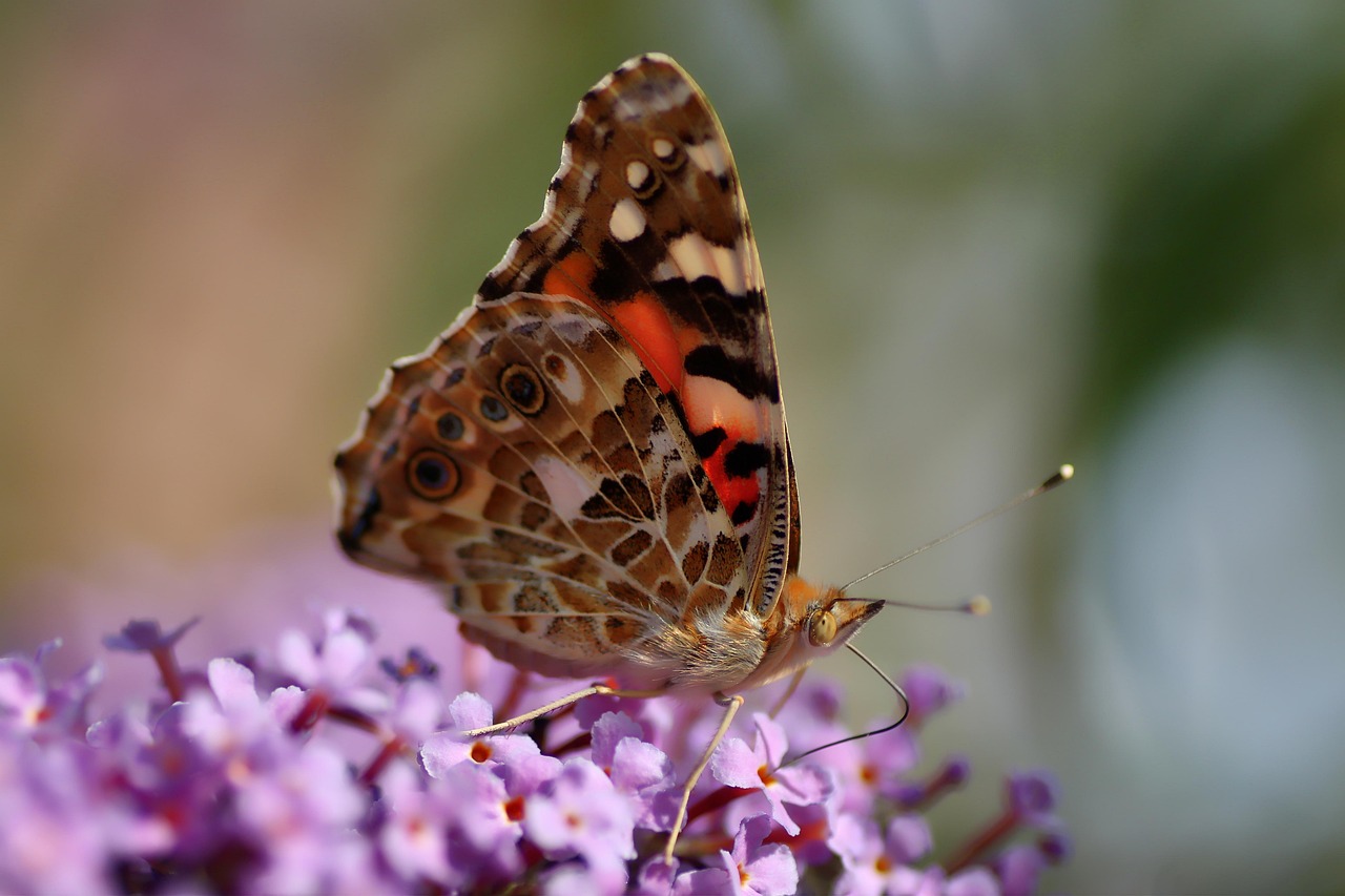 Bewustzijnscoaching Atalanta coaching en relaxatie
